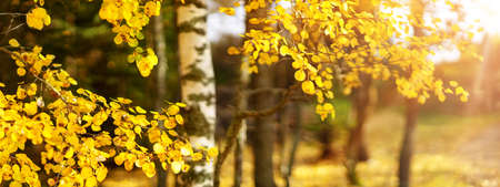trees with multicolored leaves on the grass in the parkの写真素材