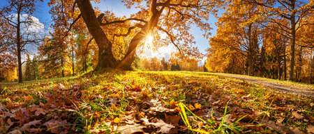 trees in the park in autumn on sunny dayの写真素材
