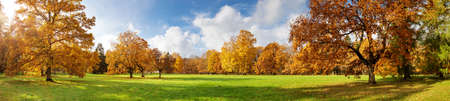 trees in the park in autumn on sunny dayの写真素材