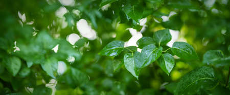New fresh leaves on green spring backgroundの写真素材