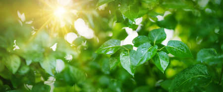 New fresh leaves on green spring backgroundの写真素材