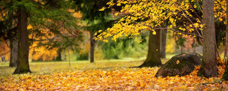 trees with multicolored leaves on the grass in the park