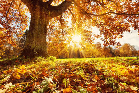 trees with multicolored leaves in the park