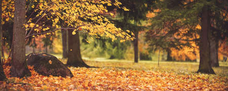 trees with multicolored leaves in the parkの写真素材