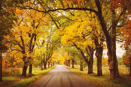 old asphalt road with beautiful trees on the sides in autumnの写真素材