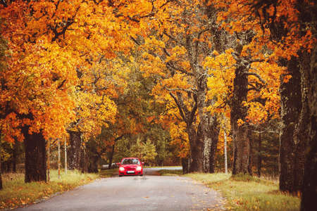 old asphalt road with beautiful trees on the sides in autumnの写真素材
