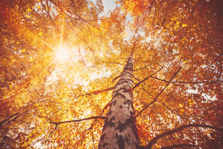 trees with multicolored leaves in the park. birch foliage in sunny autumn. Sunlight in early morning in forestの写真素材