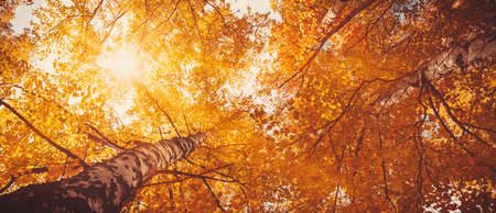 trees with multicolored leaves in the park. birch foliage in sunny autumn. Sunlight in early morning in forestの写真素材