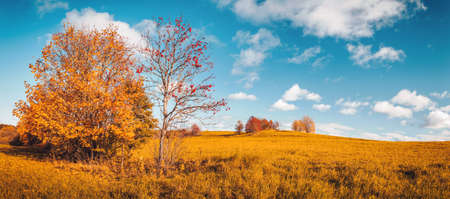 trees with multicolored leaves on the fieldの写真素材