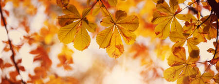 yellow chestnut leaves in autumn with beautiful sunlight. Autumnal foliage with blurry backgroundの写真素材