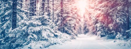 Narrow path in the fairy snowy forestの写真素材
