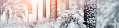 Beautiful fir-tree covered with snow in the winter forest in snowfallの写真素材