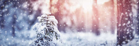 Beautiful fir tree in winter forest in snowfall. Fluffy snow is lying on fragile spruce branches.の写真素材