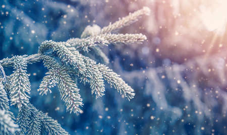 Beautiful tree in winter landscape in late evening in snowfallの写真素材