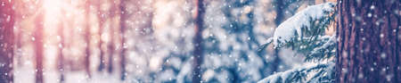 Beautiful tree in winter landscape in late evening in snowfallの写真素材
