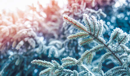 Beautiful tree in winter landscape in late evening in snowfallの写真素材
