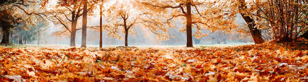 trees with multicolored leaves in the park