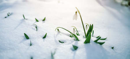 Panoramic view to spring flowers in the parkの写真素材