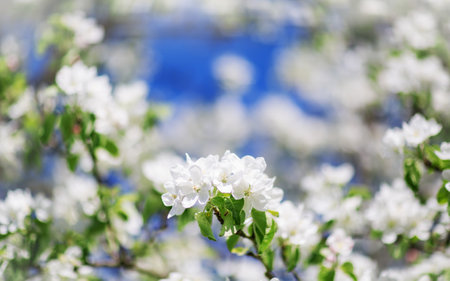 blurred apple tree background with spring flowersの写真素材