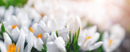 Closeup view of the spring flowers in the parkの写真素材