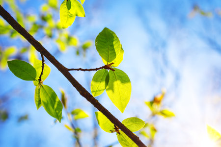 New fresh leaves on green spring backgroundの写真素材