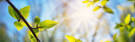 New fresh leaves on green spring backgroundの写真素材