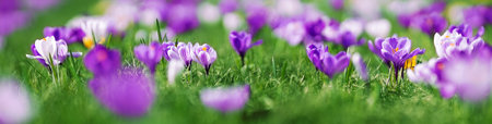 Closeup panoramic view of the spring flowers in the parkの写真素材
