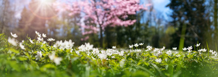 Wood with lots of white spring Oxalis flowers in sunny dayの写真素材