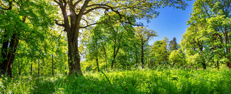 New leaves on the trees in the park on the green spring backgroundの写真素材