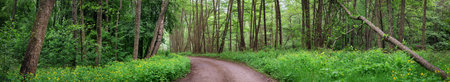 Country road in wild beautiful green forest