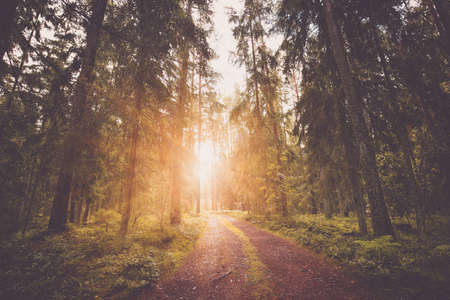 Lahemaa national park forest beautiful panoramic viewの写真素材