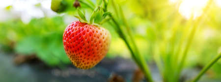 Juicy fresh strawberry growing in the soil at the garden