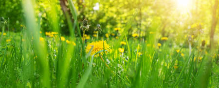 Green field with yellow dandelions in spring on the groundの写真素材