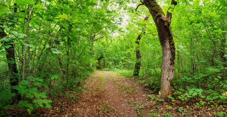 Pathway in the deciduous park area in summer.の写真素材