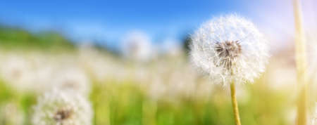 Meadow with lots dandelions in sunny day.の写真素材