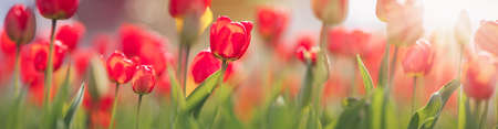 Tulips in flower beds in the garden in springの写真素材
