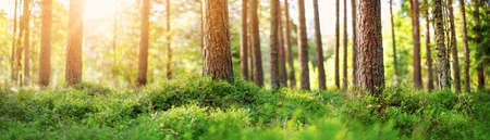 Panoramic view of pine forest in the morningの写真素材