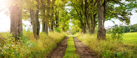 Beautiful alley in the countryside with old oaks on the both side on it.の写真素材