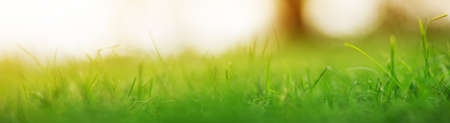 Close-up panoramic view of the green grass in the parkの写真素材