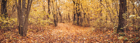 Mystery track in the natural park in autumn.の写真素材