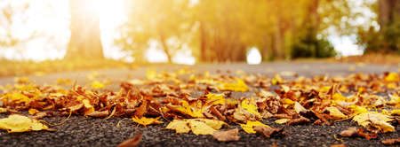 Colorful autumnal leaves on the road in the parkの写真素材