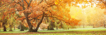 Beautiful oak tree in the autumnal parkの写真素材