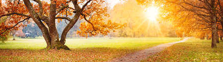 Beautiful oak tree in the autumnal parkの写真素材