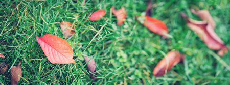 Autumnal leaves on the grass in the parkの写真素材
