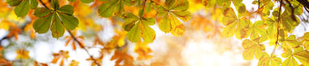 Panoramic view of chestnuts leaves in autumnal park on the sunny backgroundの写真素材