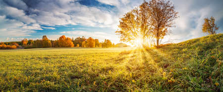 Panoramic view of the autumnal field on the sunny morning.の写真素材