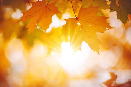 Maple branch with autumnal leaves on the sunny background in the forest.の写真素材