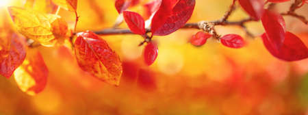 Tree branches with red leaves in autumnal garden.の写真素材