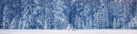 Panoramic view of beautiful winter forestの写真素材