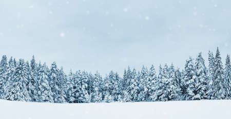 Beautiful view at the forest in snowfall in the morningの写真素材